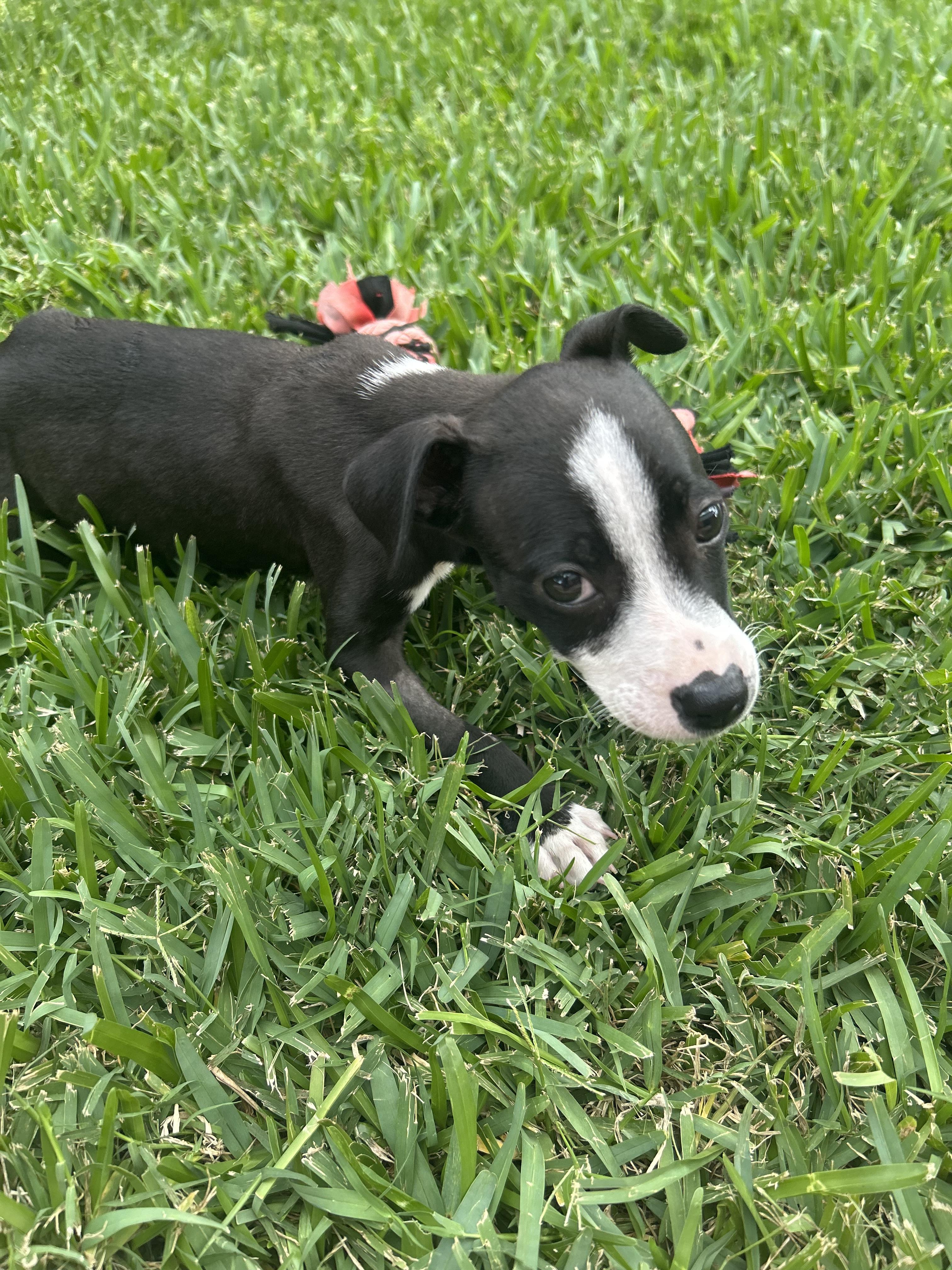 Enlarge Emma, an adoptable mixed breed in Manvel, TX image 6/6