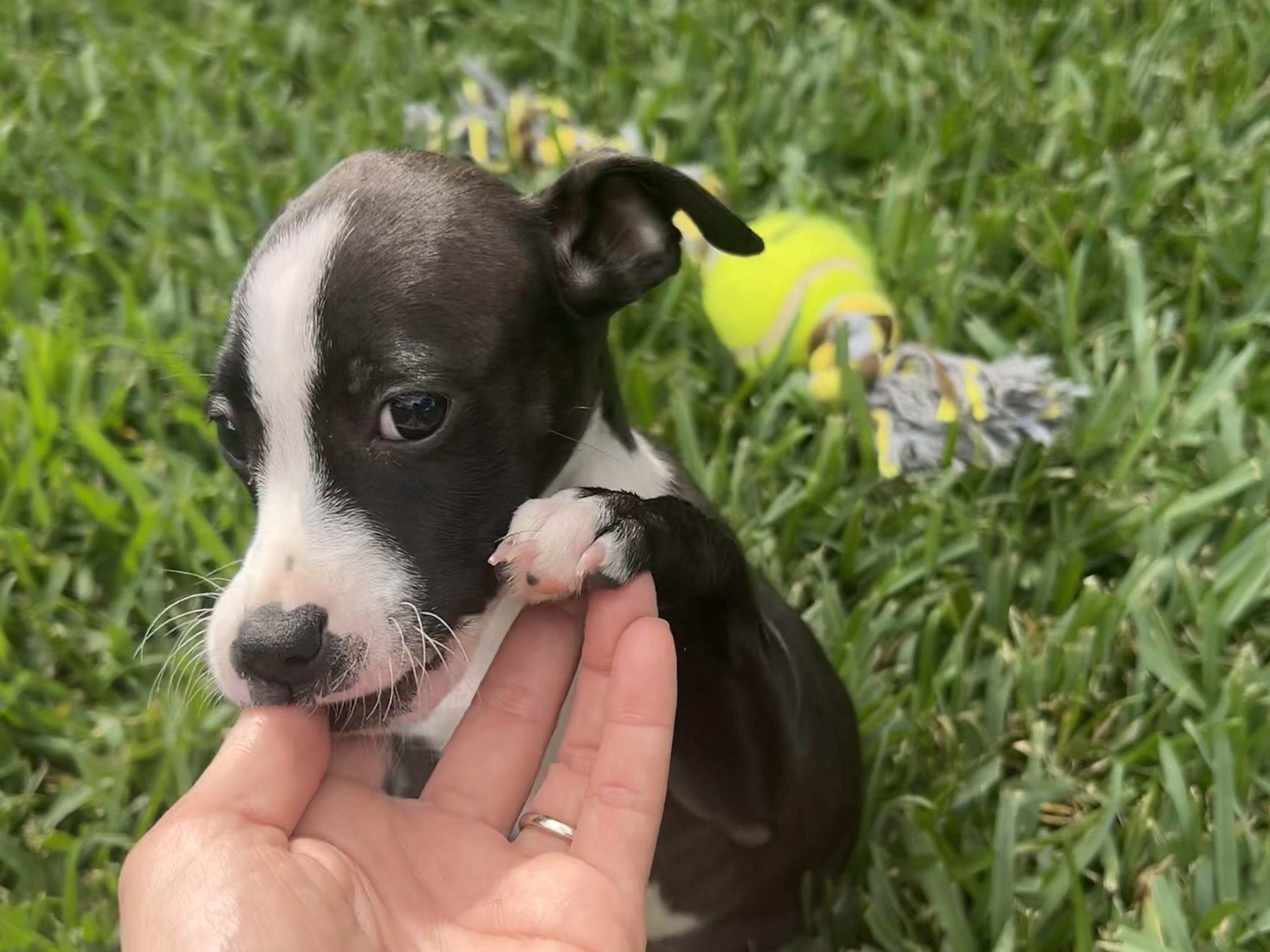 Enlarge Emma, an adoptable mixed breed in Manvel, TX image 5/6