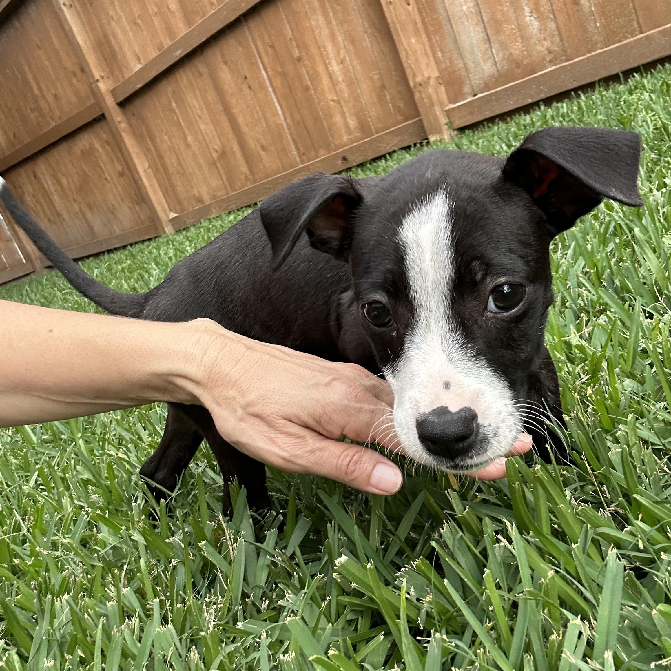 Enlarge Emma, an adoptable mixed breed in Manvel, TX image 4/6