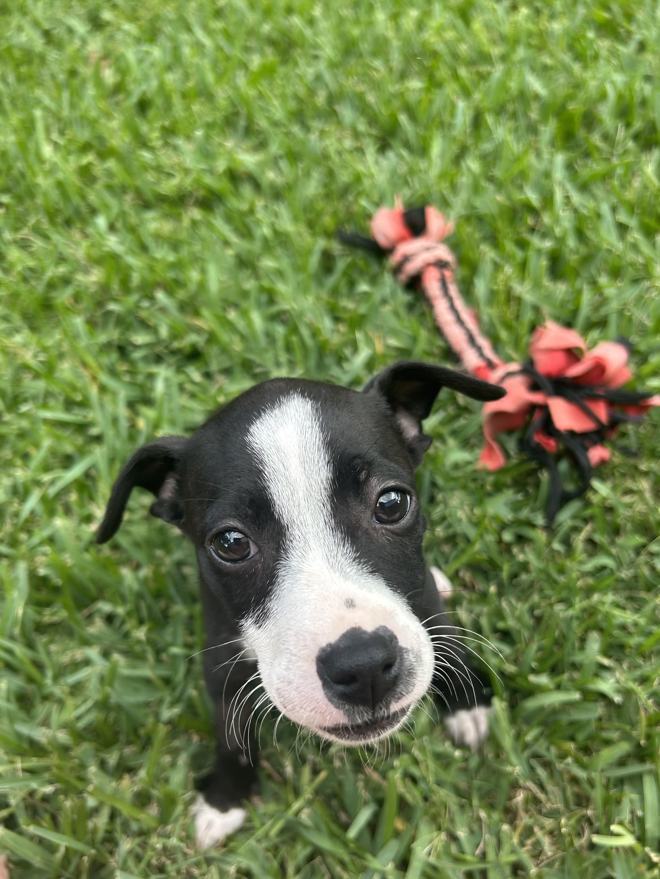 Enlarge Emma, an adoptable mixed breed in Manvel, TX image 1/6