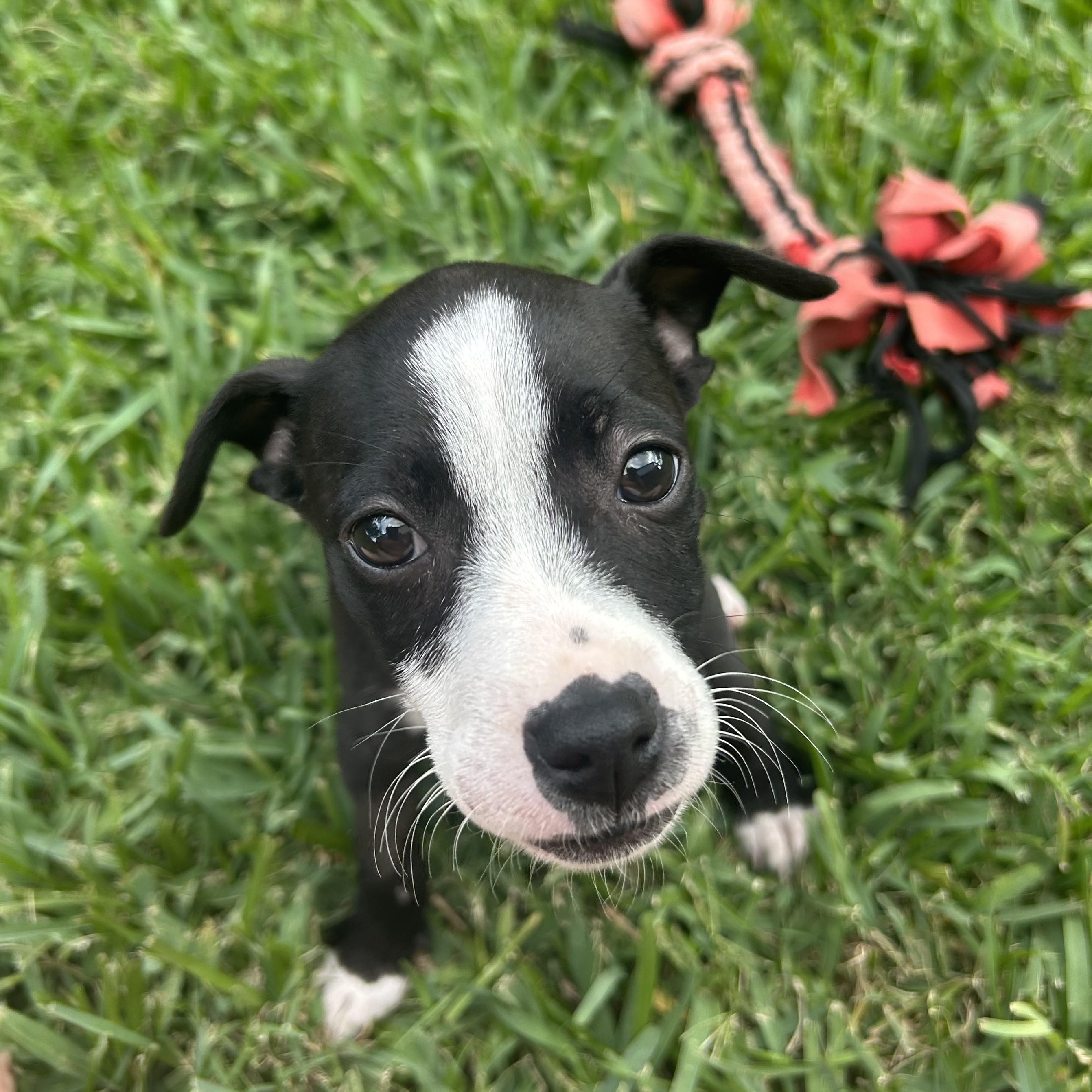 Emma, an adoptable mixed breed in Manvel, TX image 2/6