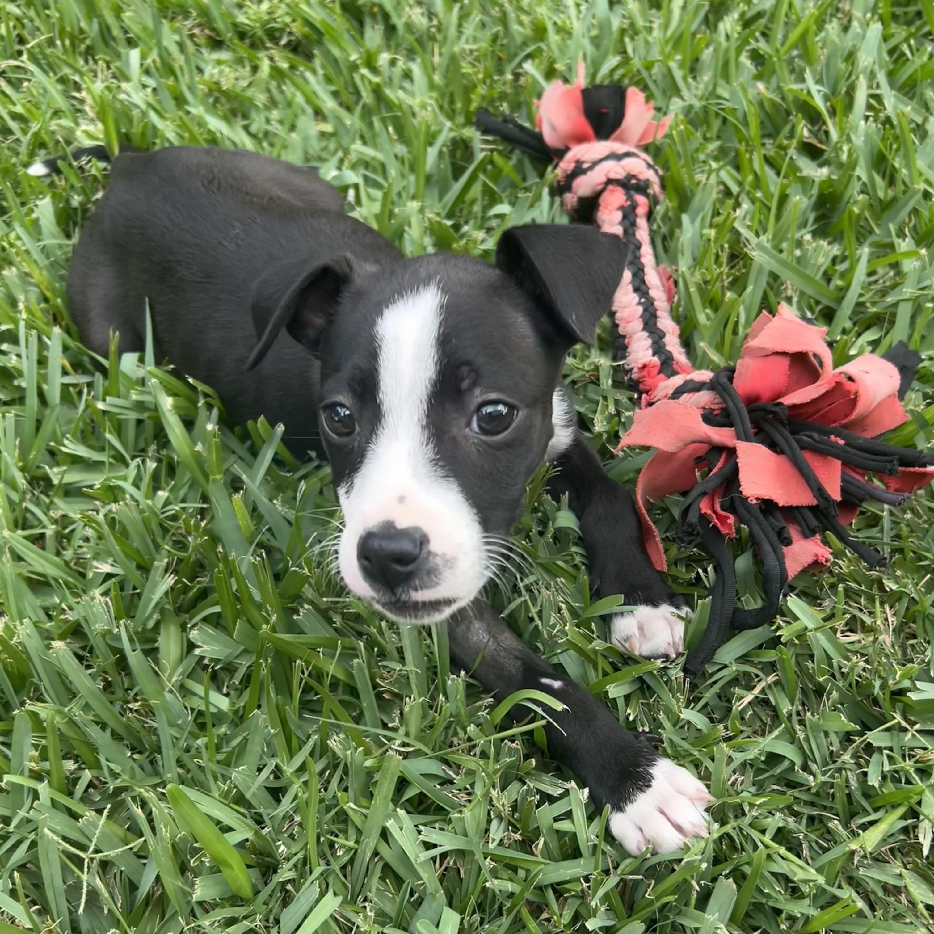 Emma, an adoptable mixed breed in Manvel, TX image 3/6