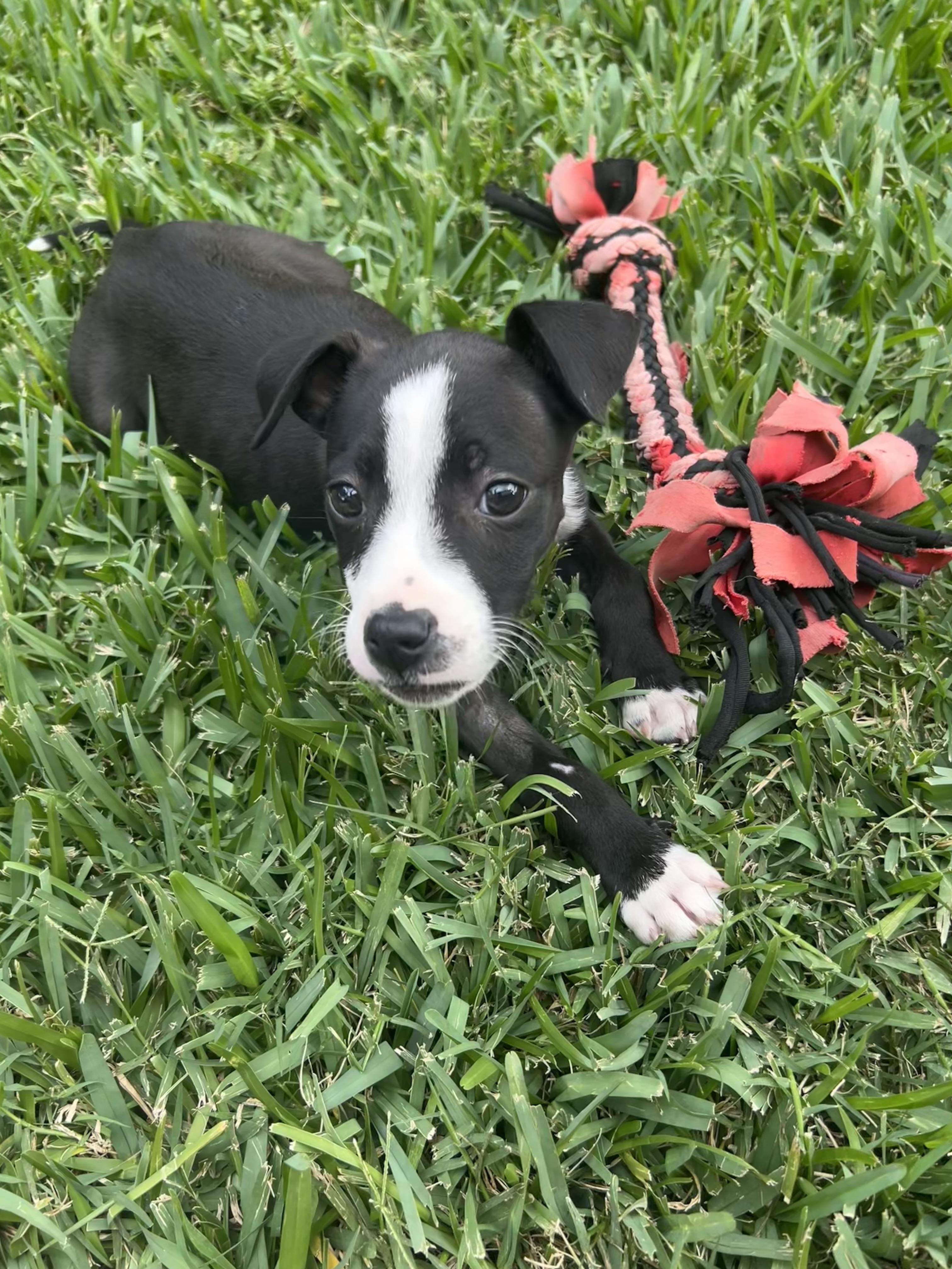 Enlarge Emma, an adoptable mixed breed in Manvel, TX image 3/6