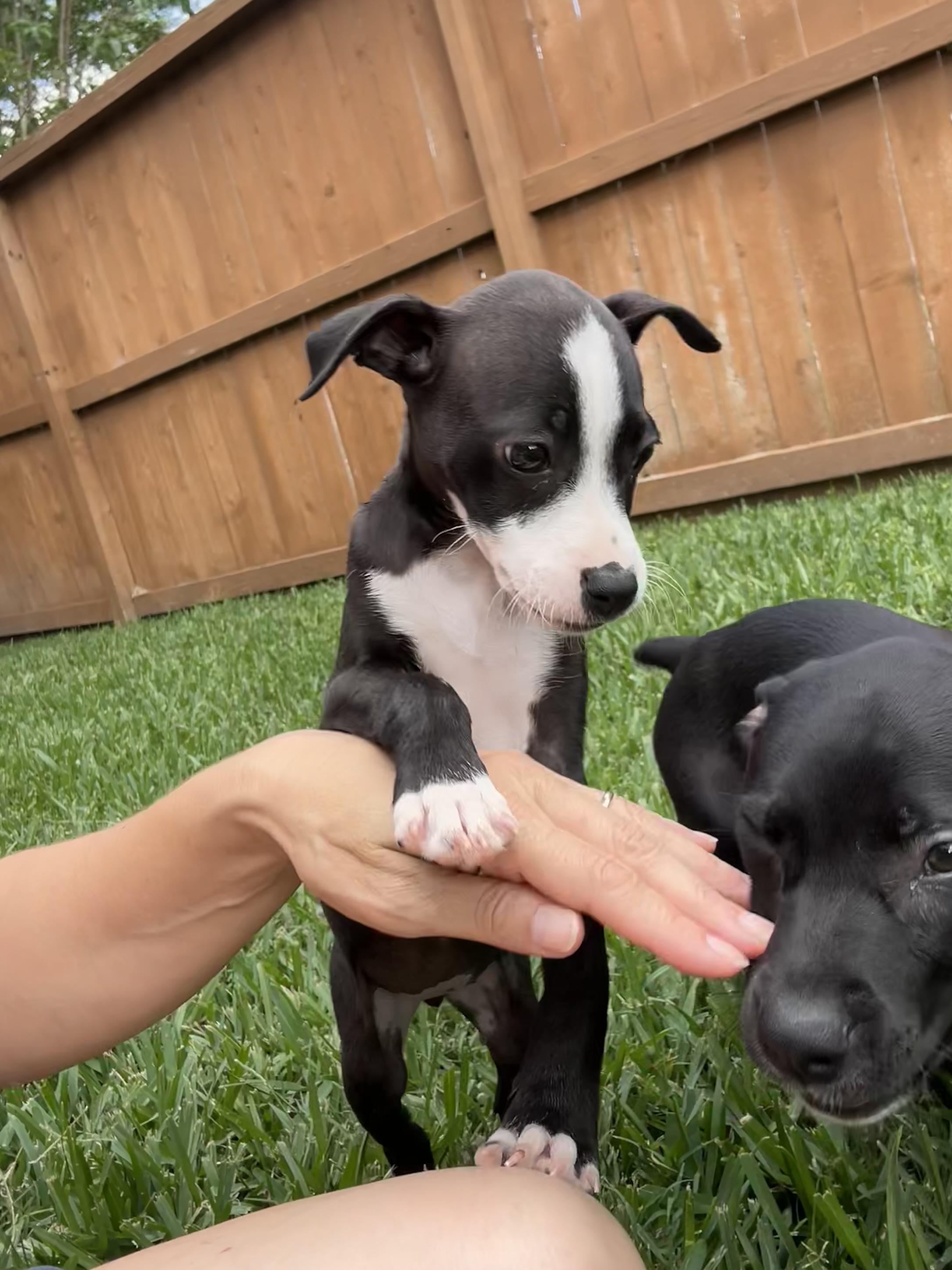 Enlarge Emma, an adoptable mixed breed in Manvel, TX image 2/6