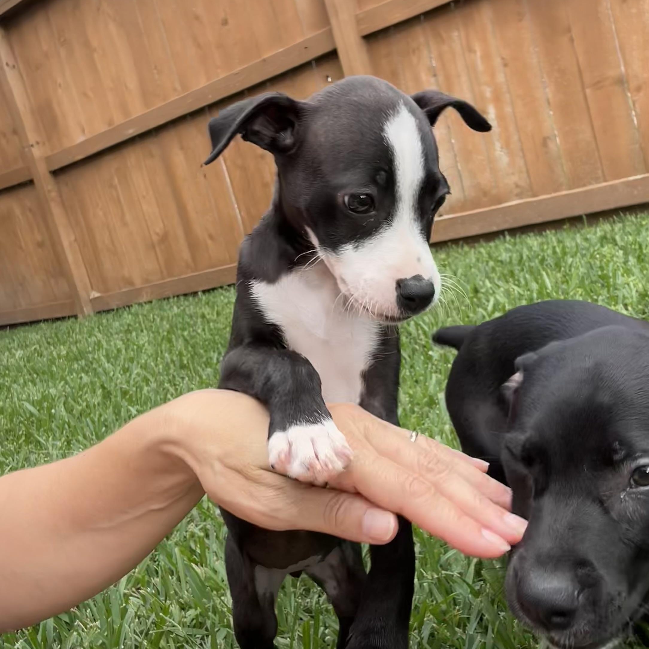 Emma, an adoptable mixed breed in Manvel, TX image 1/6