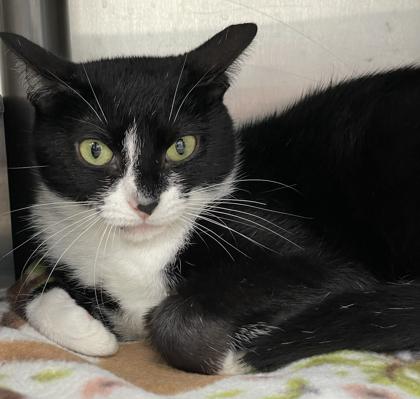 Lovey, a Adoptable mixed breed in Tinley Park, IL image 2/2