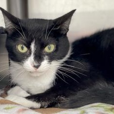 Lovey, a Adoptable mixed breed in Tinley Park, IL image 1/2