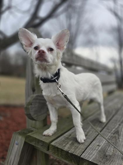 Enlarge Uno, a Adoptable mixed breed in Woodstock, IL image 3/3