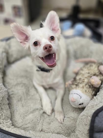 Enlarge Uno, a Adoptable mixed breed in Woodstock, IL image 1/3