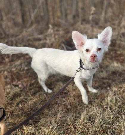 Enlarge Uno, a Adoptable mixed breed in Woodstock, IL image 2/3