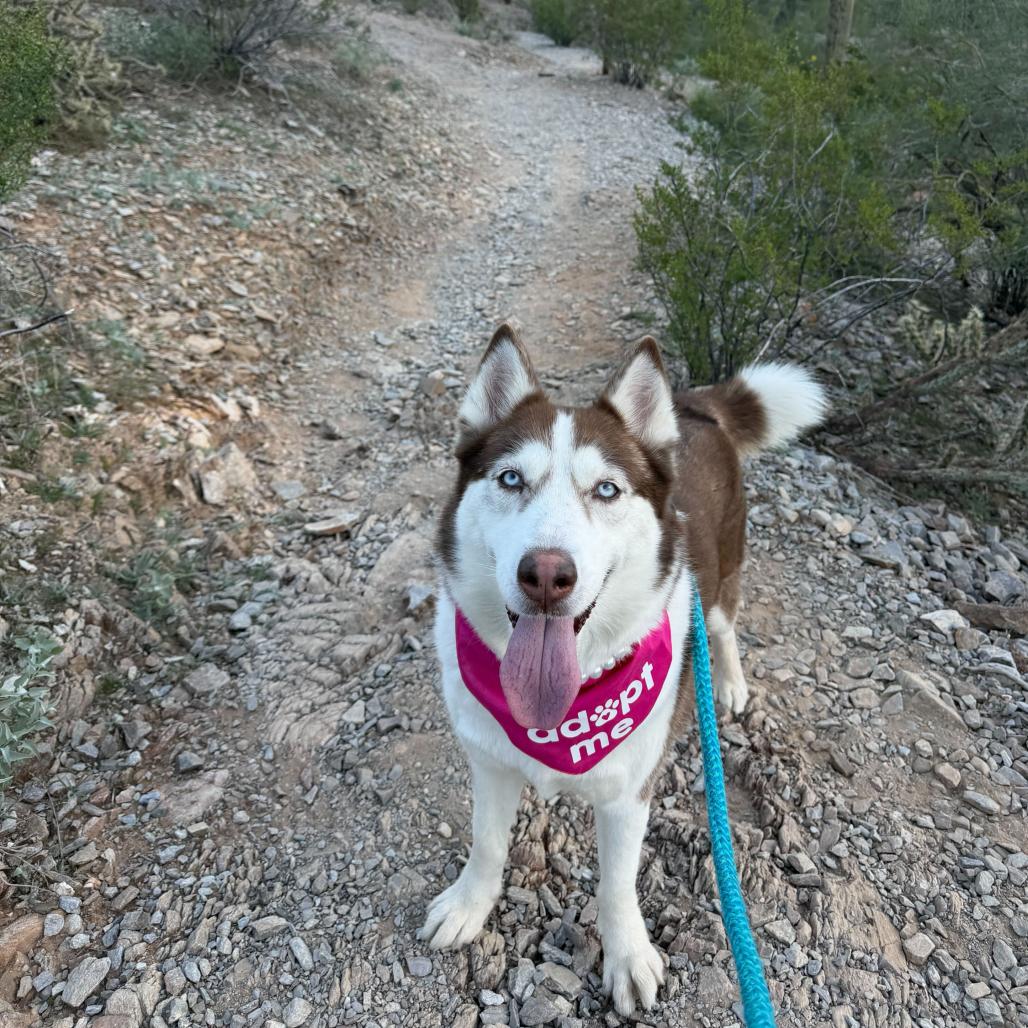 Caramel, Adoptable, Senior Female Siberian Husky.