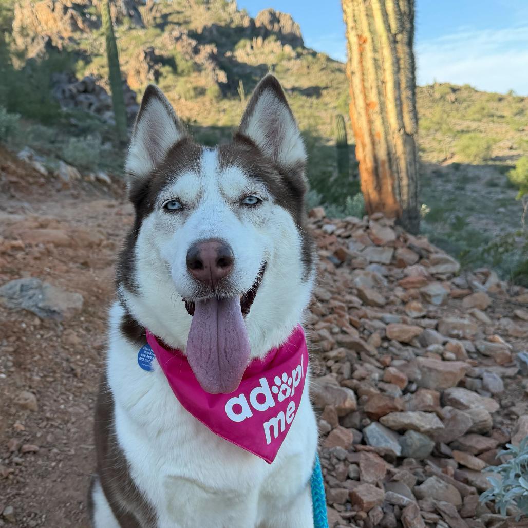 Caramel, a Adoptable Siberian Husky in Apache Junction, AZ image 2/6