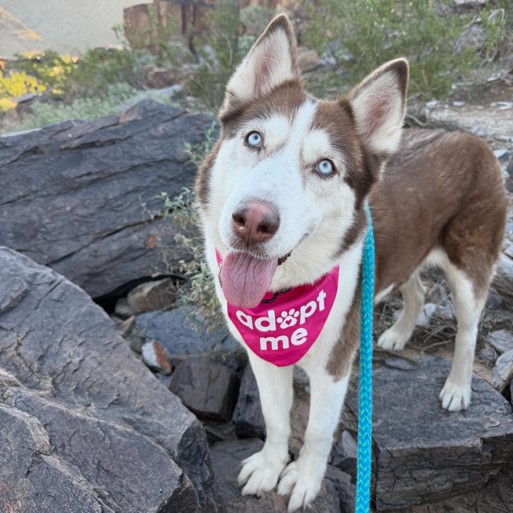 Caramel, a Adoptable Siberian Husky in Apache Junction, AZ image 3/6