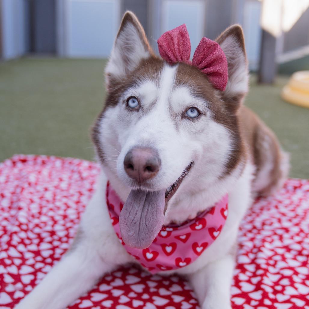 Enlarge Caramel, a Adoptable Siberian Husky in Apache Junction, AZ image 2/6