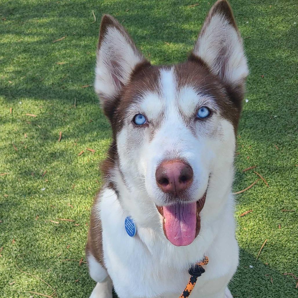 Caramel, a Adoptable Siberian Husky in Apache Junction, AZ image 4/6