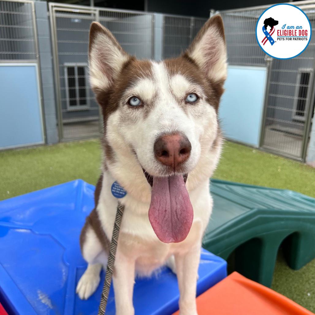 Caramel, a Adoptable Siberian Husky in Apache Junction, AZ image 5/6