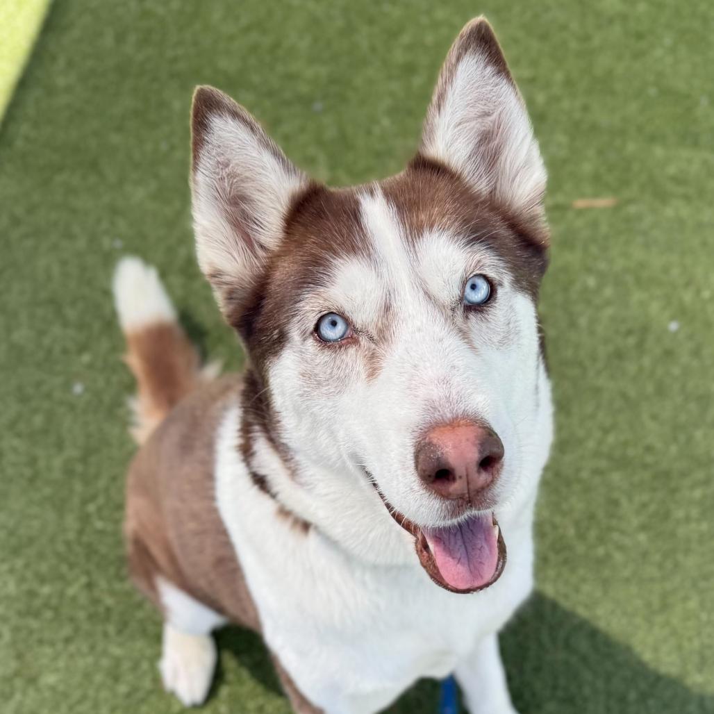 Caramel, a Adoptable Siberian Husky in Apache Junction, AZ image 6/6