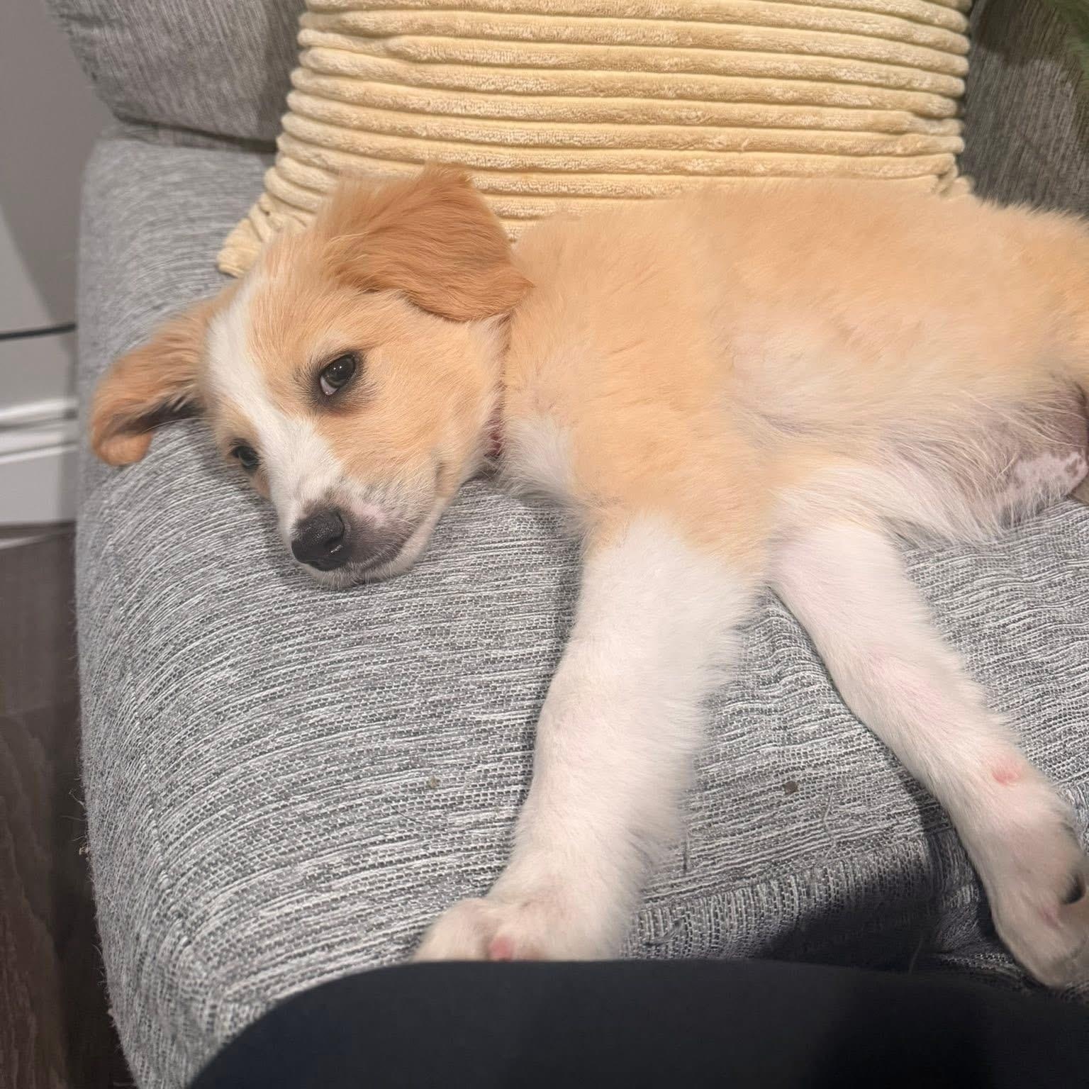 Enlarge Mango, a ADOPTABLE mixed breed in Yaphank, NY image 2/2