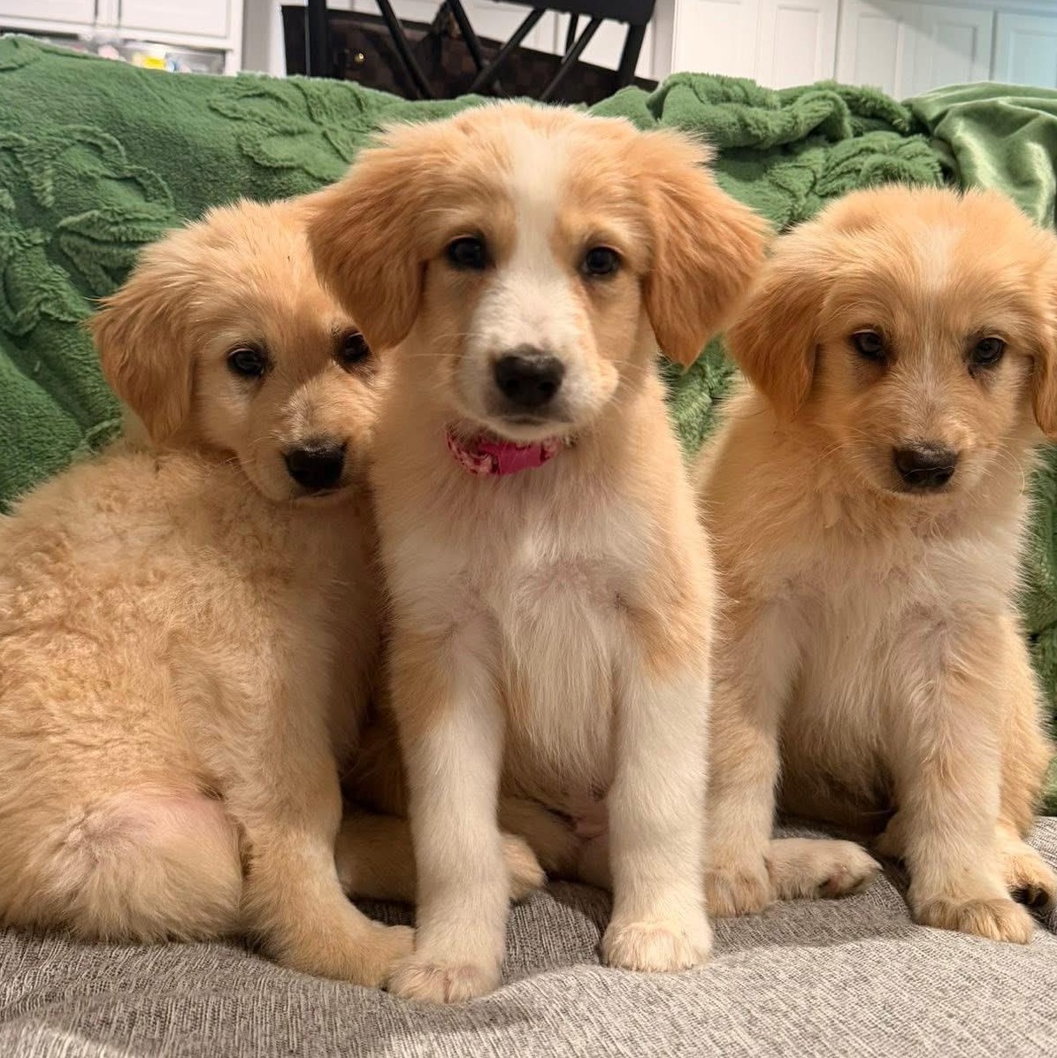 Mango, ADOPTABLE, Puppy Female Great Pyrenees.