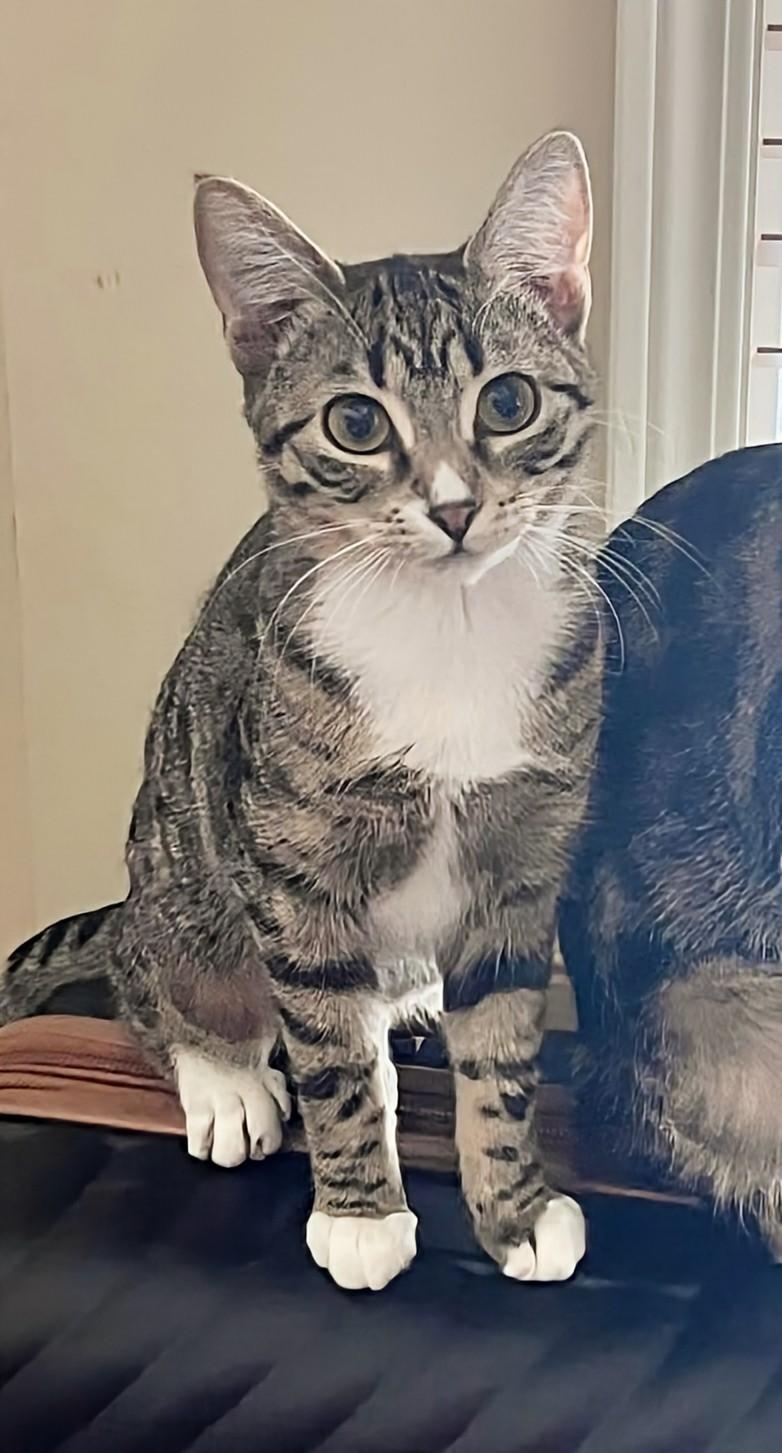 Enlarge Ethel, an adopted Domestic Short Hair in Winnipeg, MB image 1/6