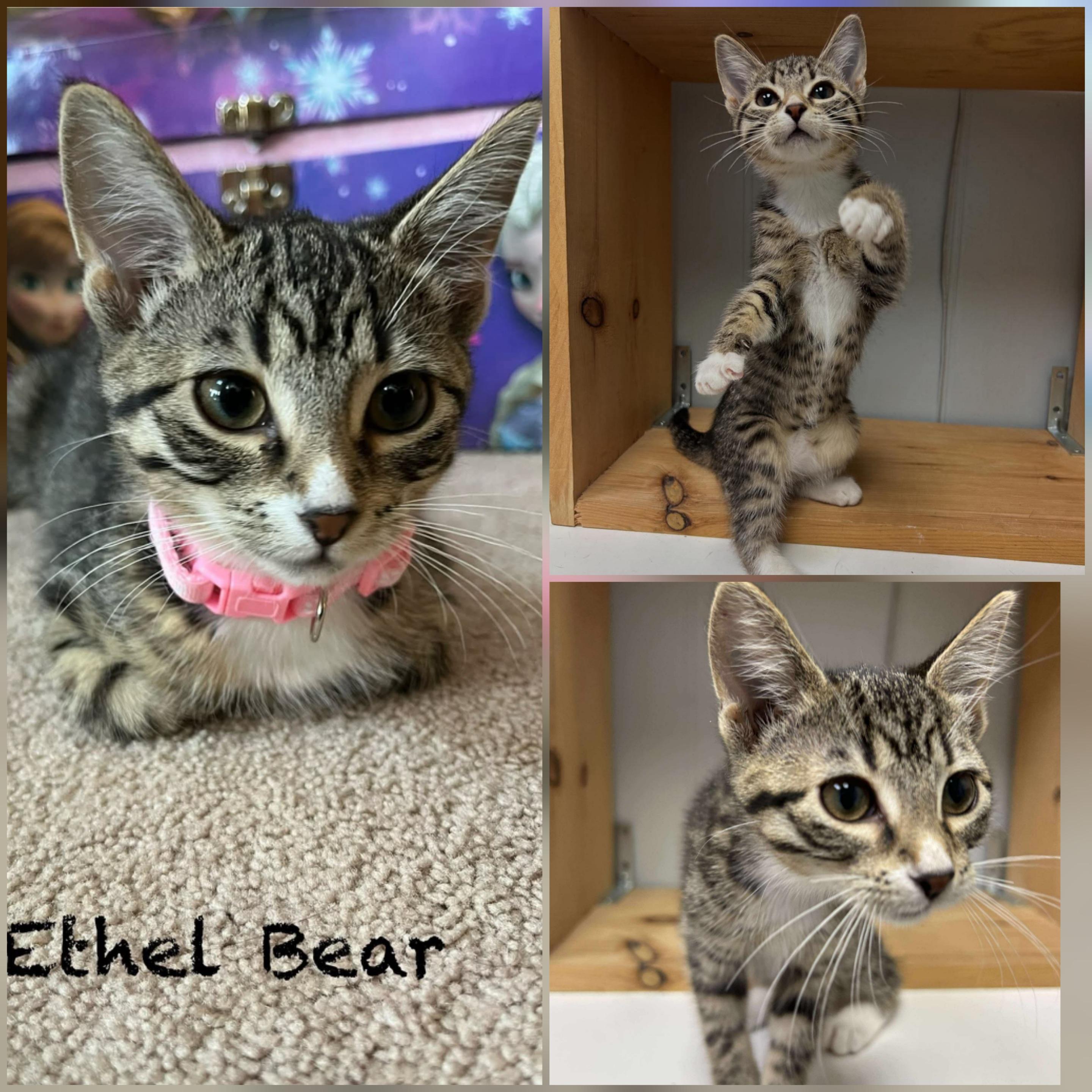 Enlarge Ethel, an adopted Domestic Short Hair in Winnipeg, MB image 6/6