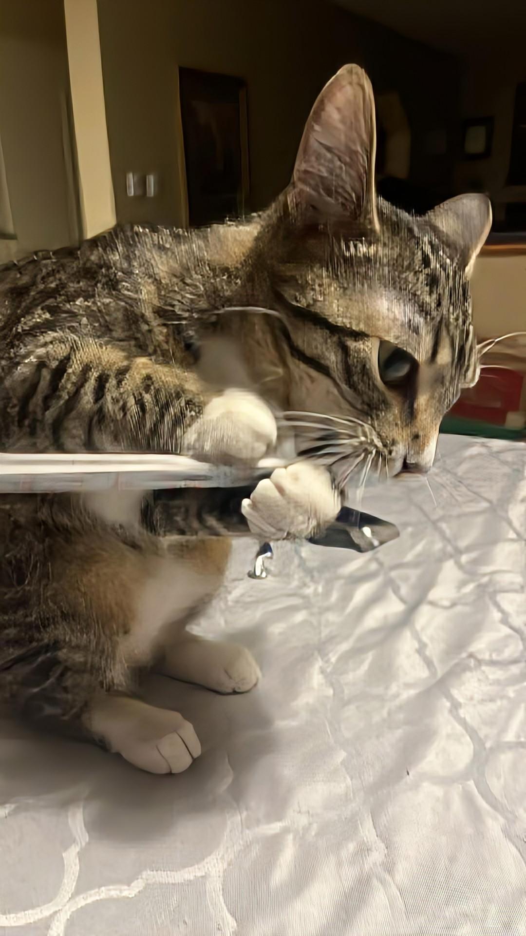 Enlarge Ethel, an adopted Domestic Short Hair in Winnipeg, MB image 2/6