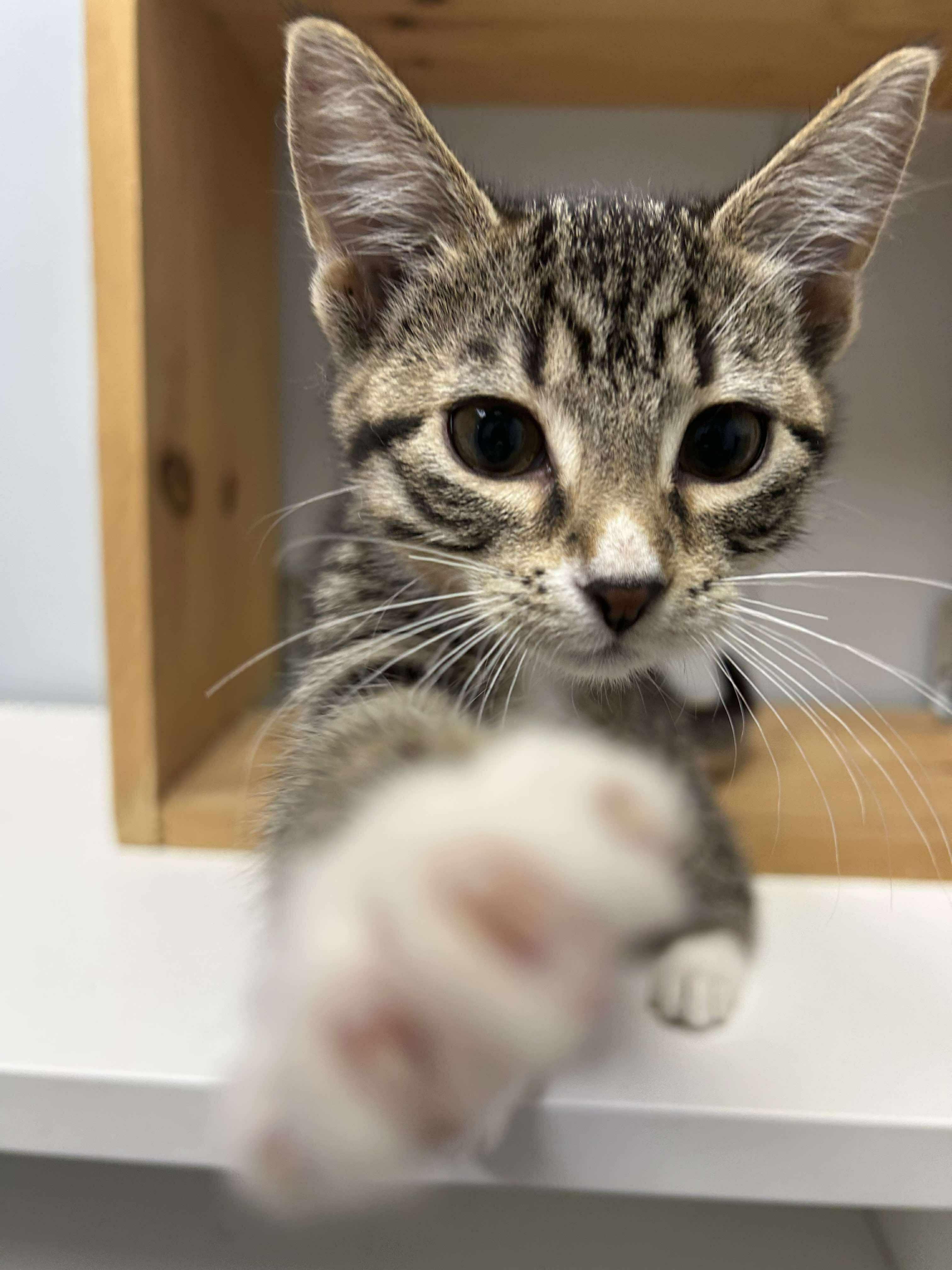 Ethel, an adoptable Domestic Short Hair in Winnipeg, MB, R2L 0L6 | Photo Image 3