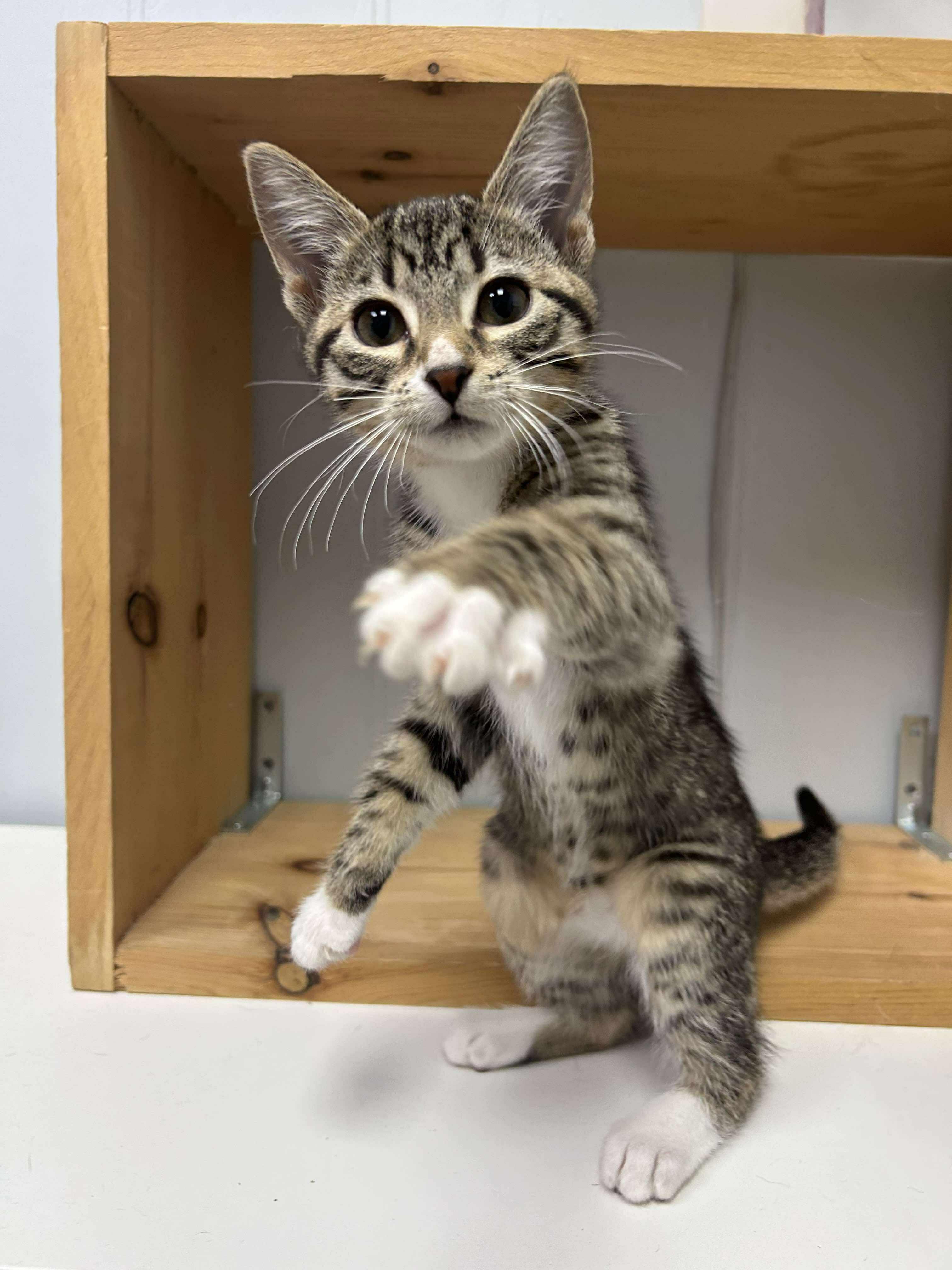 Ethel, an adoptable Domestic Short Hair in Winnipeg, MB, R2L 0L6 | Photo Image 5