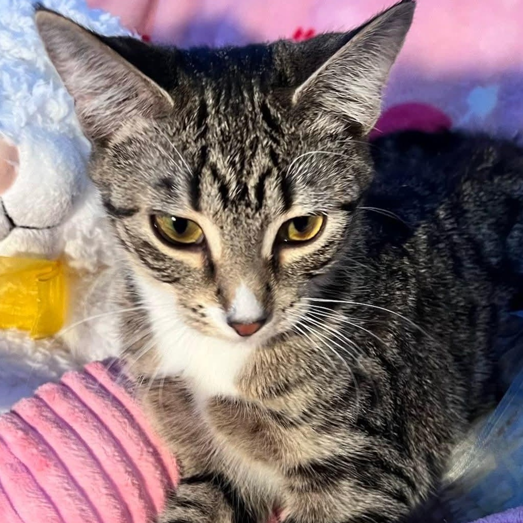 Ethel, a Adoptable Domestic Short Hair in Winnipeg, MB image 6/6