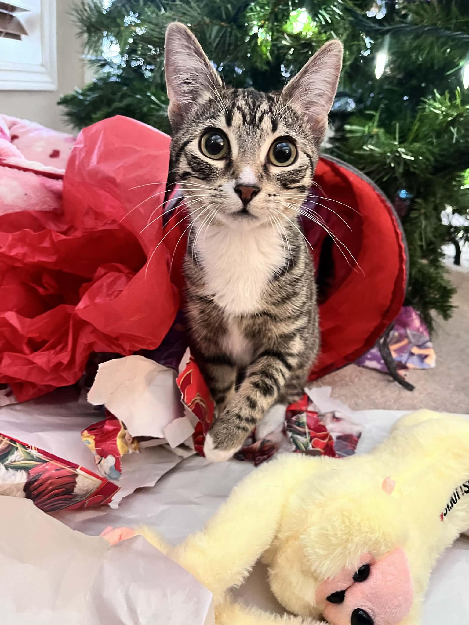 Ethel, a Adoptable Domestic Short Hair in Winnipeg, MB image 2/6