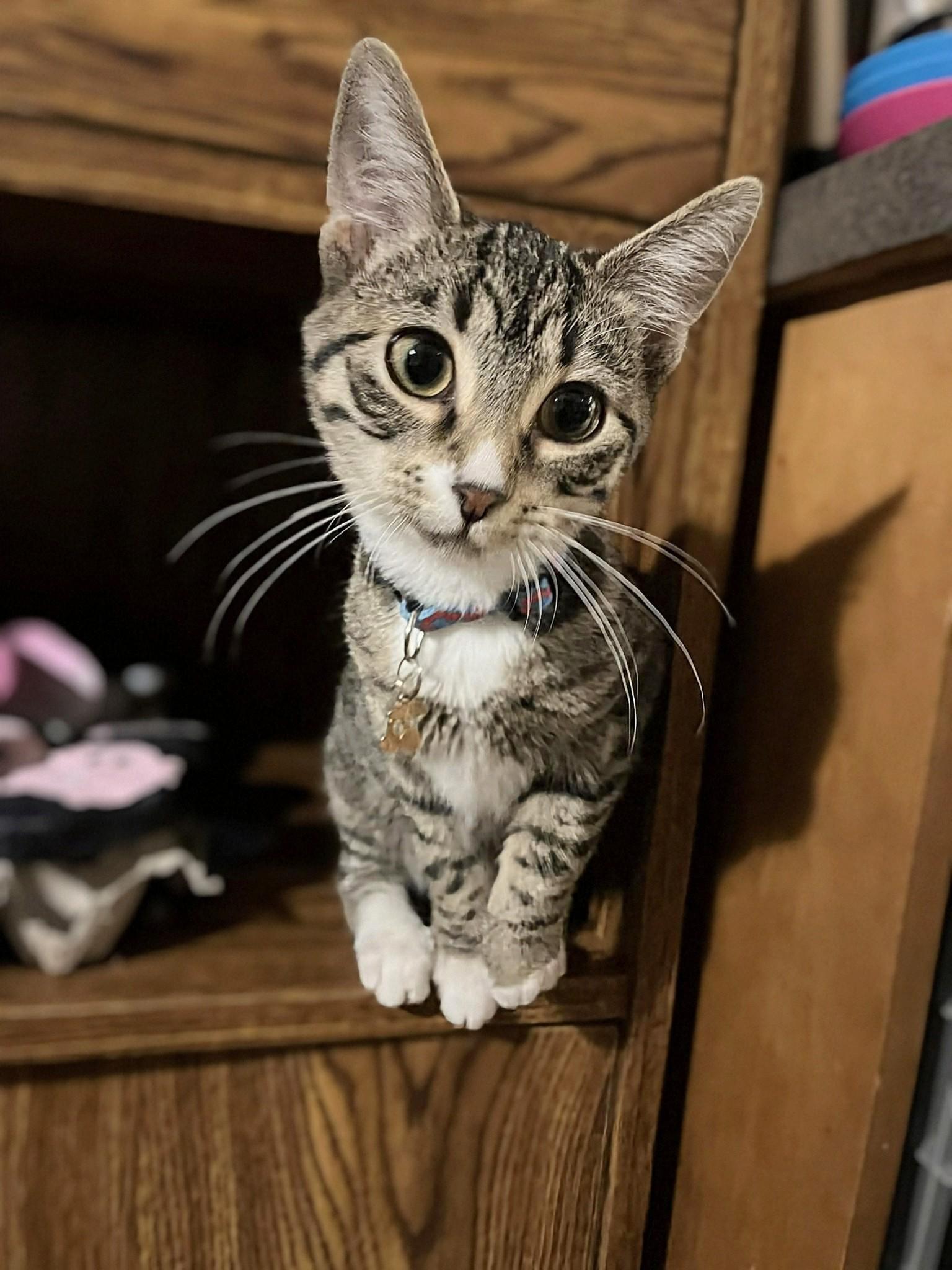 Ethel, Adoptable, Young Female Domestic Short Hair.