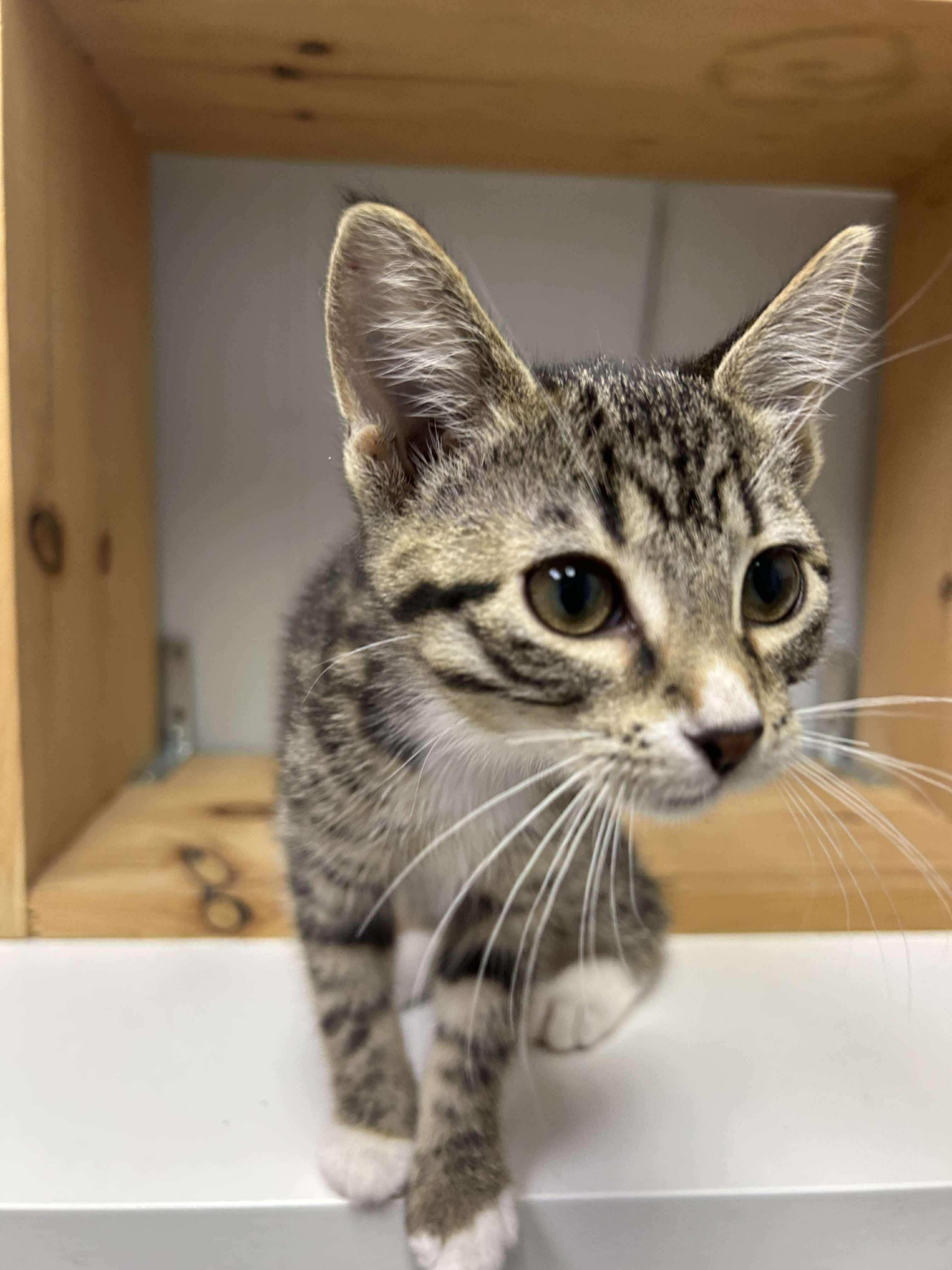 Enlarge Ethel, a Adoptable Domestic Short Hair in Winnipeg, MB image 4/5