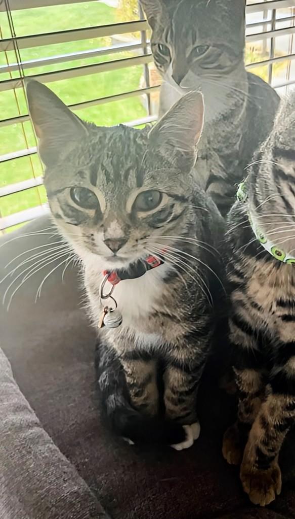 Enlarge Ethel, an adopted Domestic Short Hair in Winnipeg, MB image 5/6