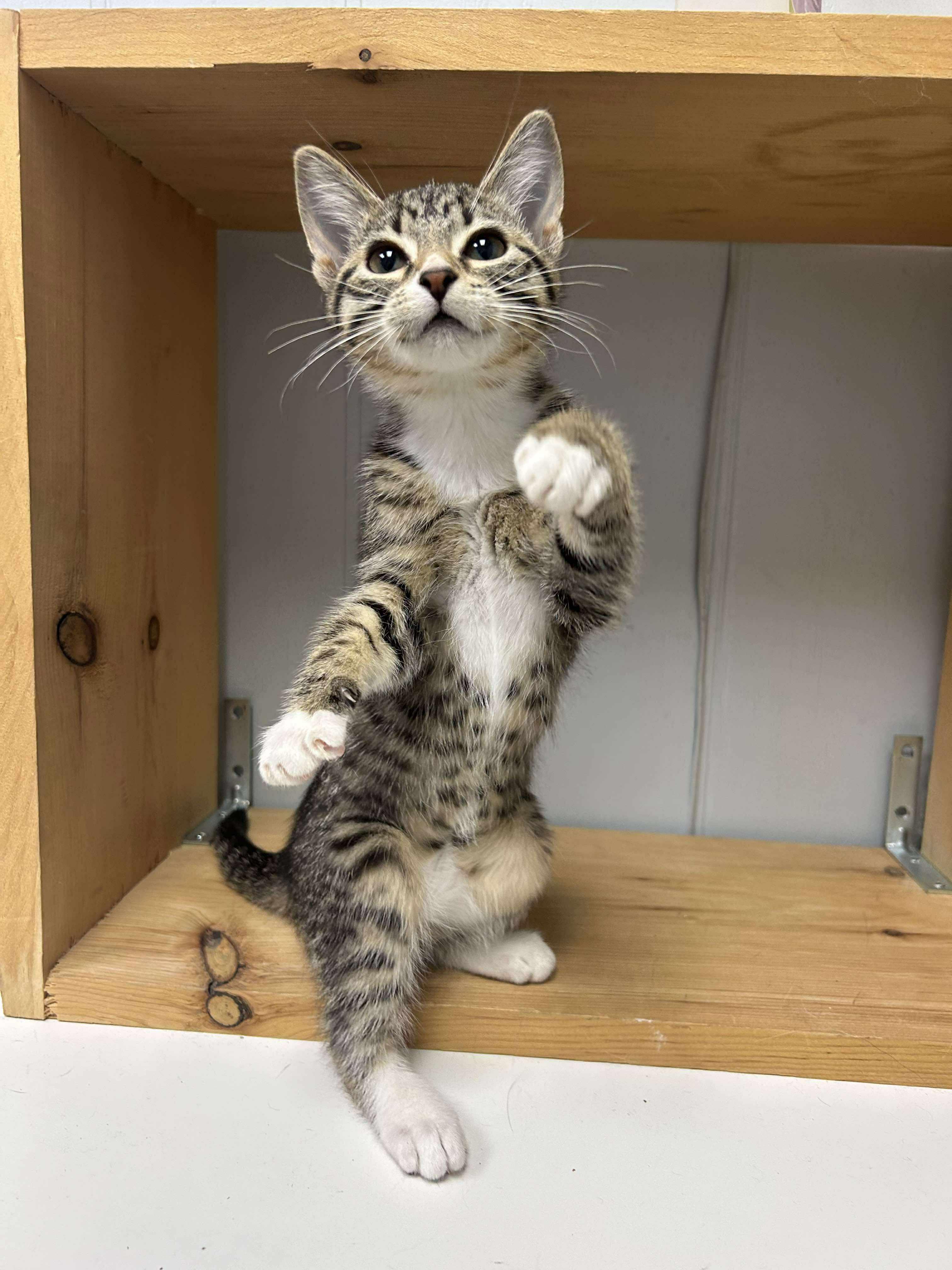 Enlarge Ethel, a Adoptable Domestic Short Hair in Winnipeg, MB image 5/5