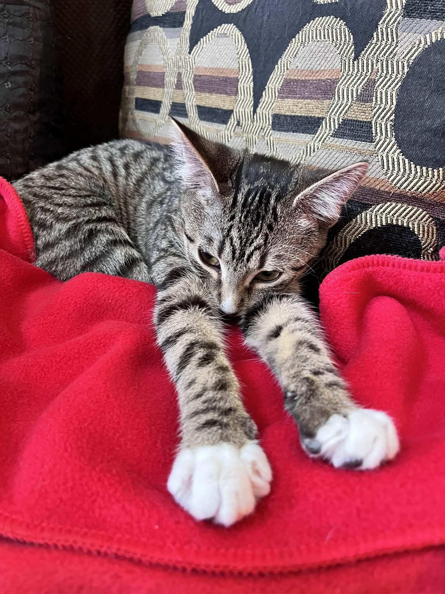 Ethel, a Adoptable Domestic Short Hair in Winnipeg, MB image 5/6