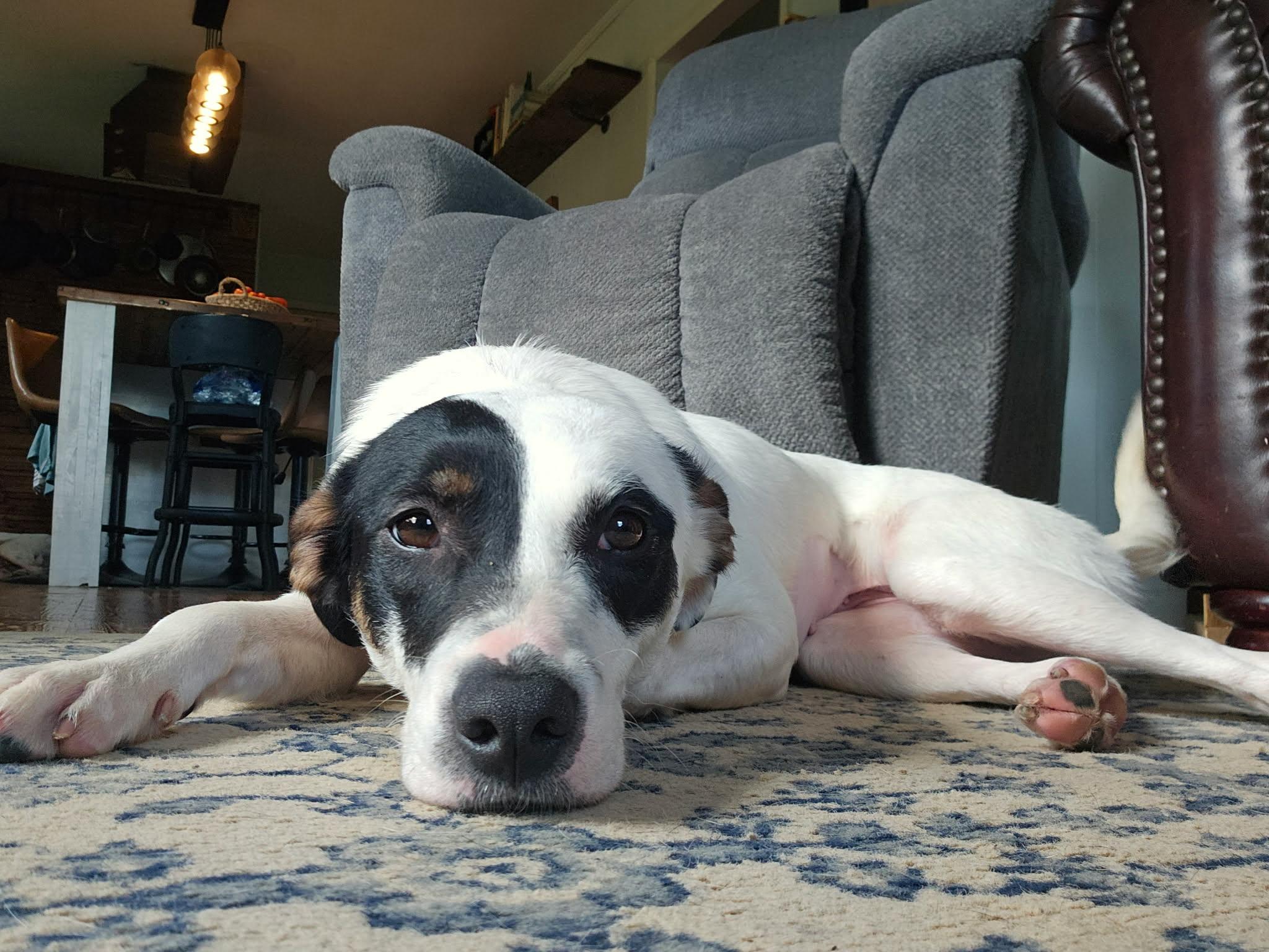 Catherine, a ADOPTABLE mixed breed in Hilham, TN image 2/6