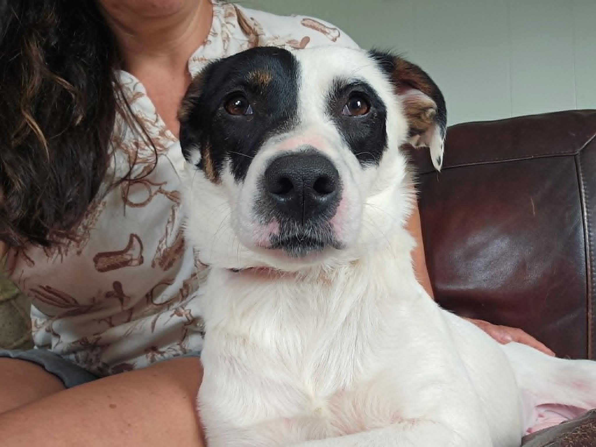 Catherine, ADOPTABLE, Young Female Border Collie.