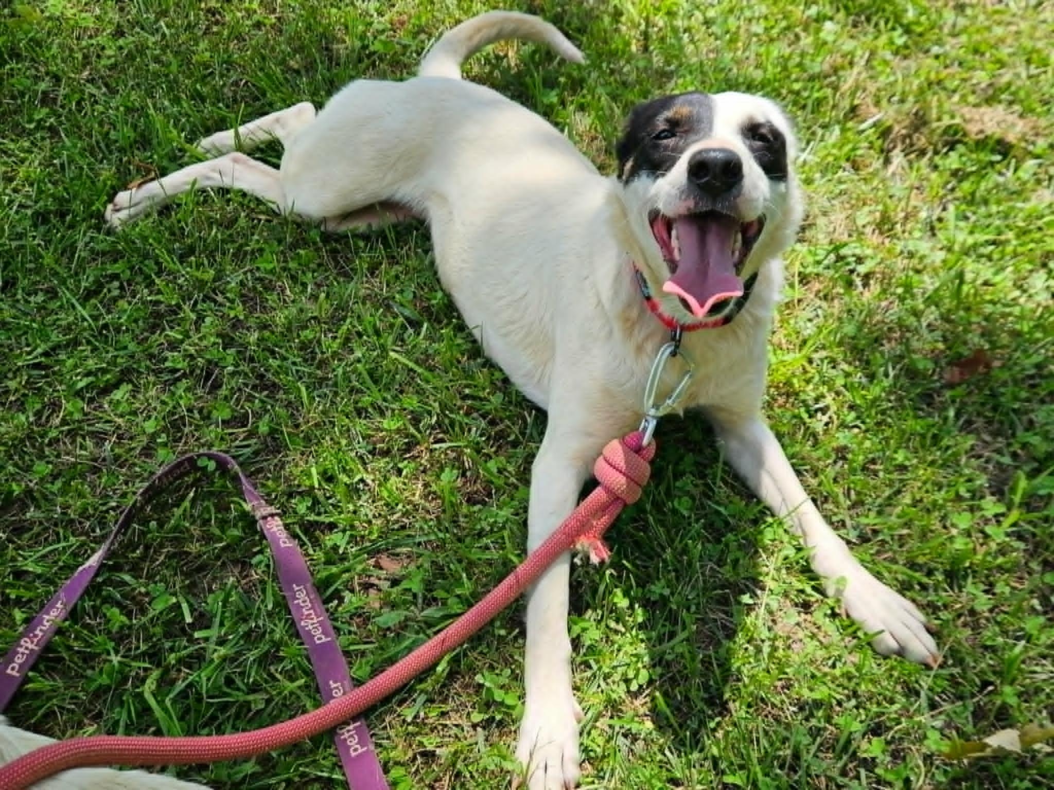 Catherine, a ADOPTABLE mixed breed in Hilham, TN image 3/6