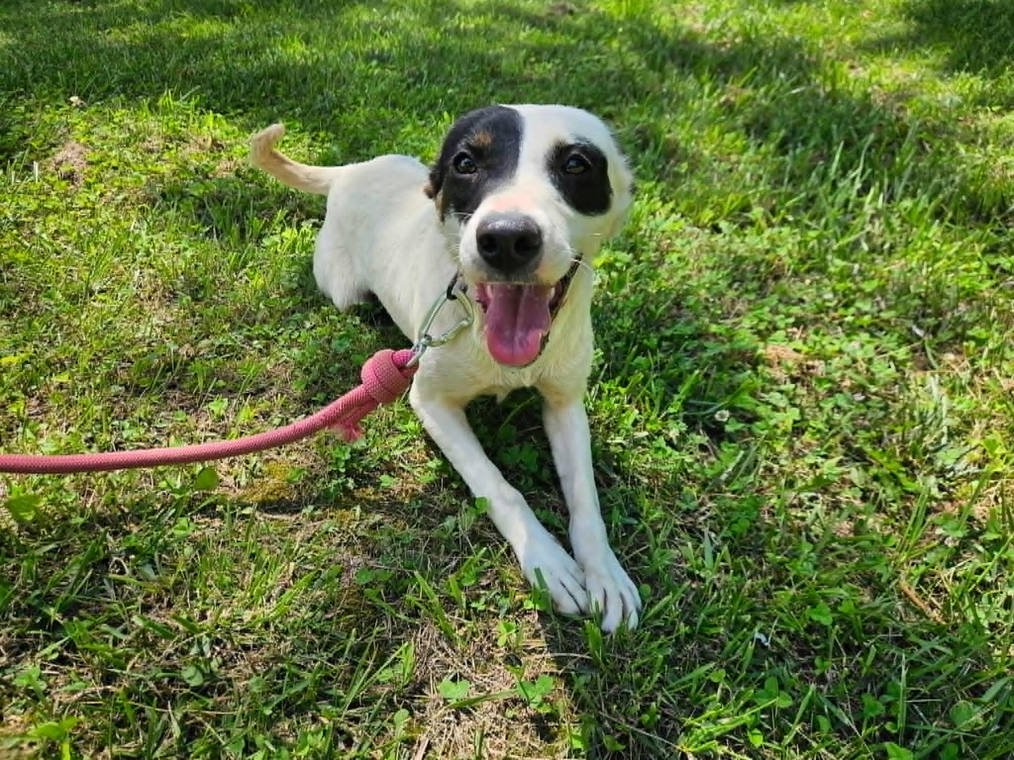 Catherine, a ADOPTABLE mixed breed in Hilham, TN image 4/6