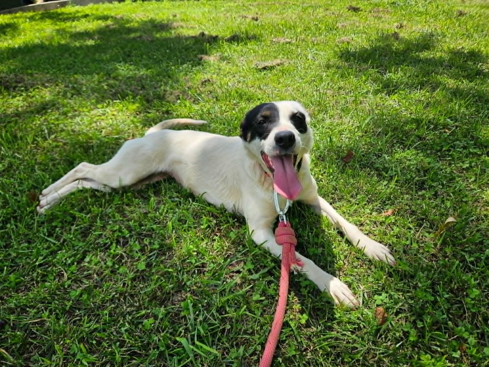 Catherine, a ADOPTABLE mixed breed in Hilham, TN image 5/6