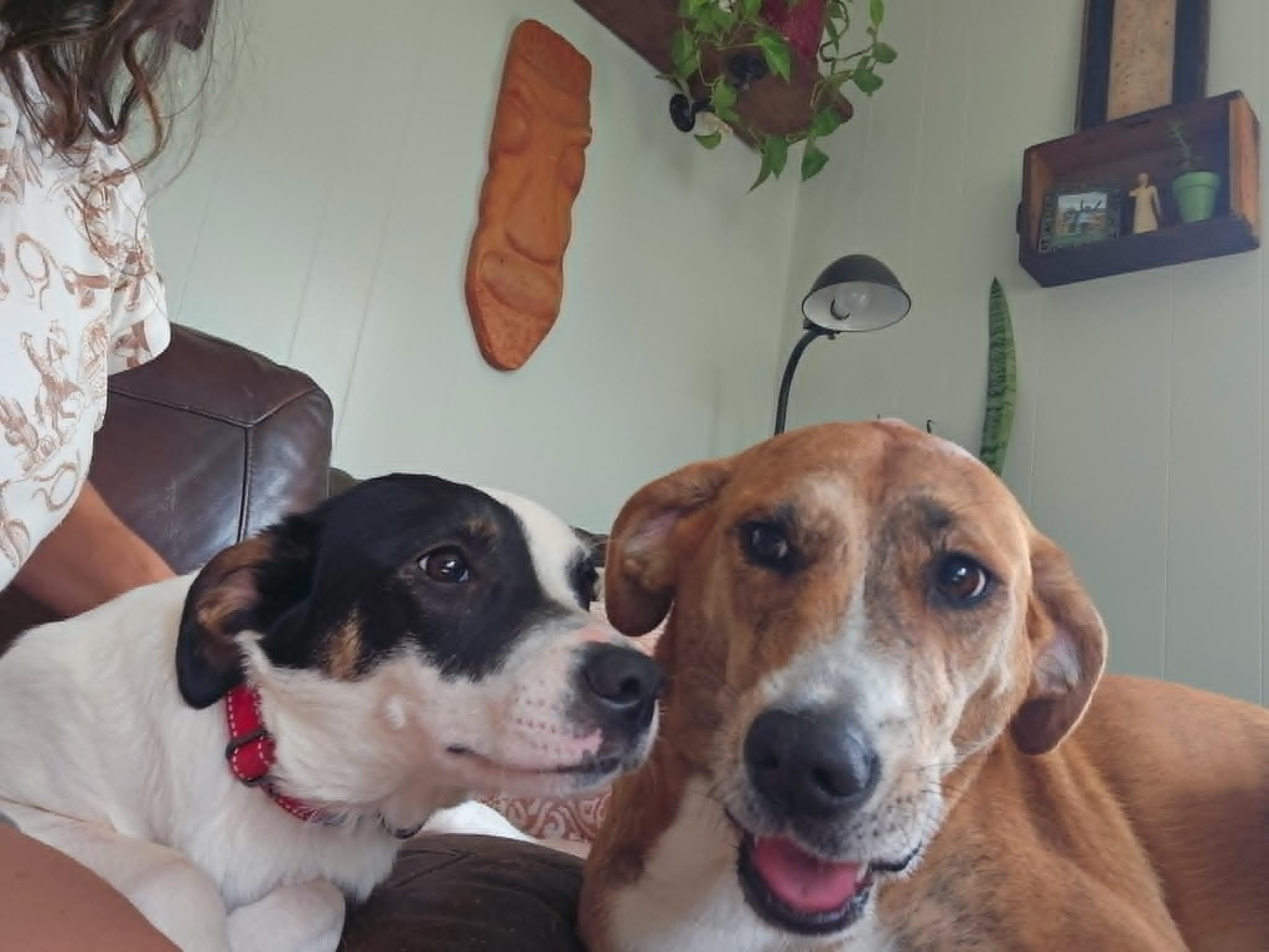 Catherine, a ADOPTABLE mixed breed in Hilham, TN image 6/6