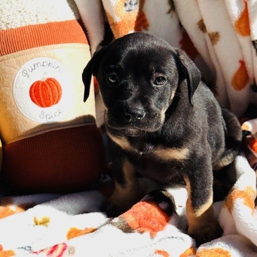 Maclaren, Adoptable, Puppy Male Mixed Breed & German Shepherd Dog.