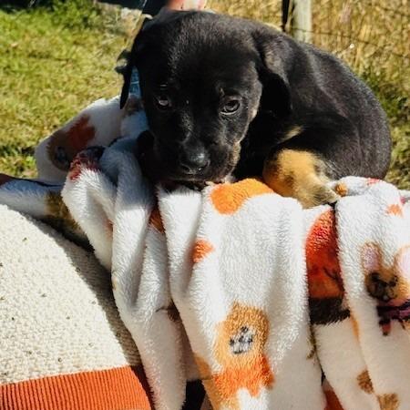 Maclaren, a Adoptable mixed breed in Williston, FL image 2/6