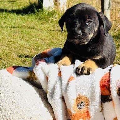 Maclaren, a Adoptable mixed breed in Williston, FL image 3/6