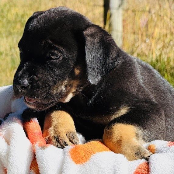 Maclaren, a Adoptable mixed breed in Williston, FL image 4/6