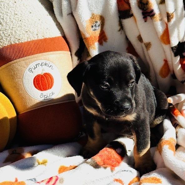 Maclaren, a Adoptable mixed breed in Williston, FL image 5/6