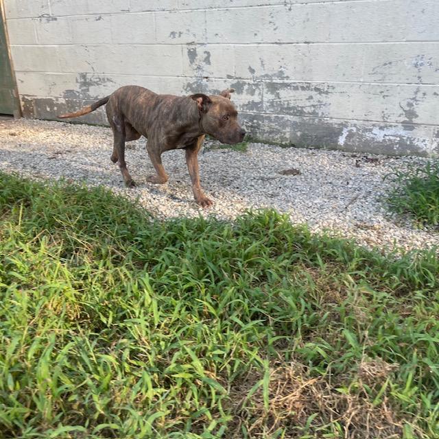 Cassidy, ADOPTABLE, Young Female Bull Terrier.