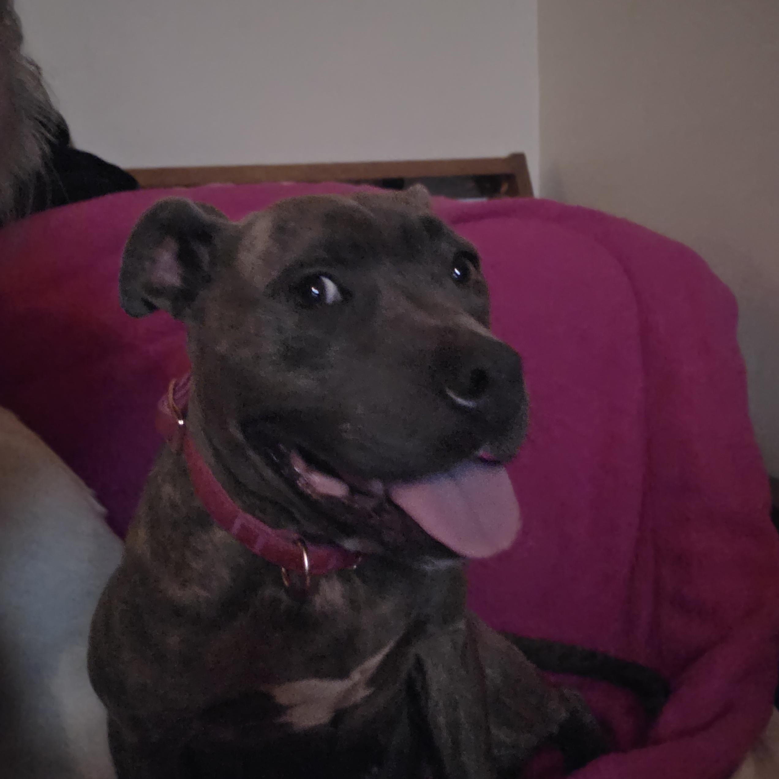 Cassidy, Adoptable, Young Female Bull Terrier.