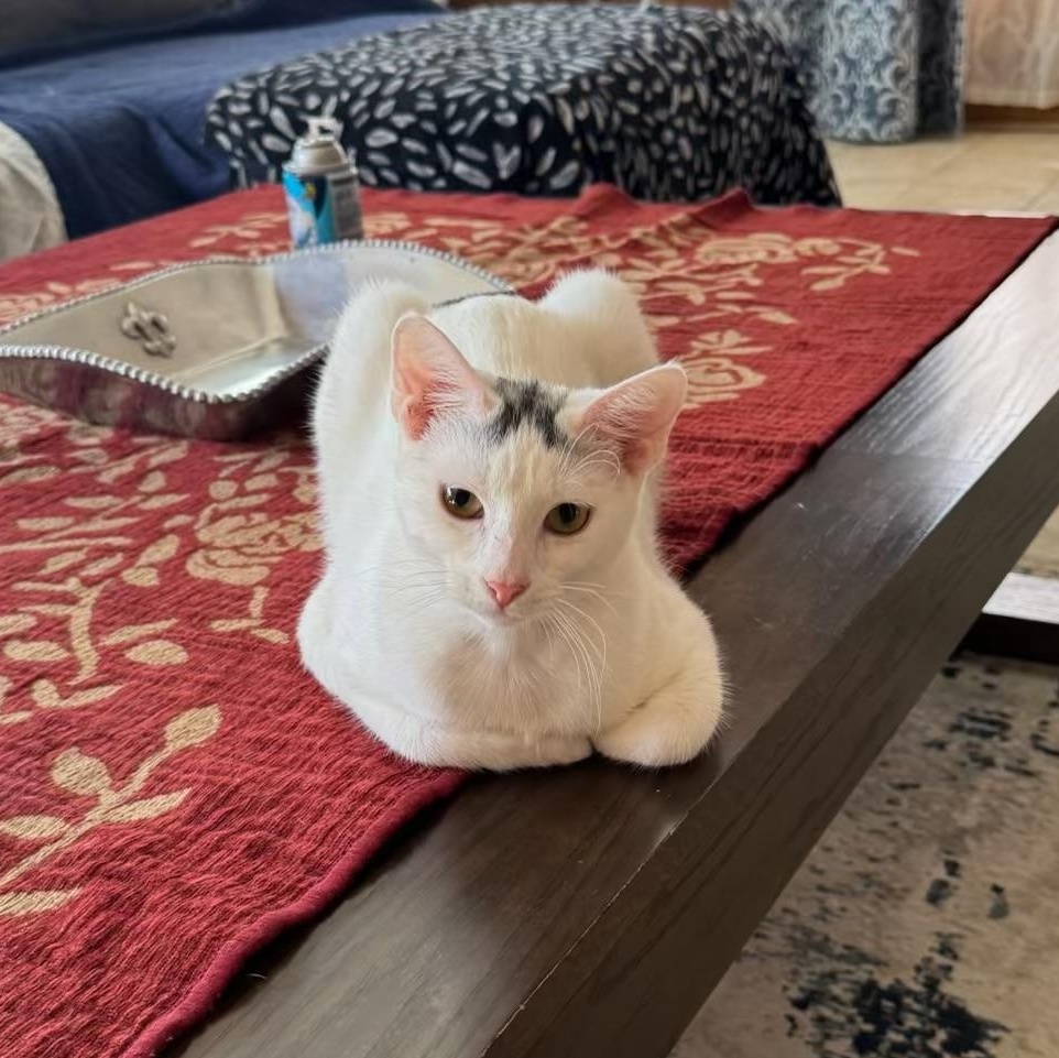 Enlarge Stanley, a Adoptable Turkish Van in Houston, TX image 4/5