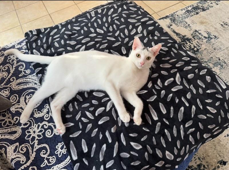 Enlarge Stanley, a Adoptable Turkish Van in Houston, TX image 2/5